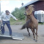 loading horse